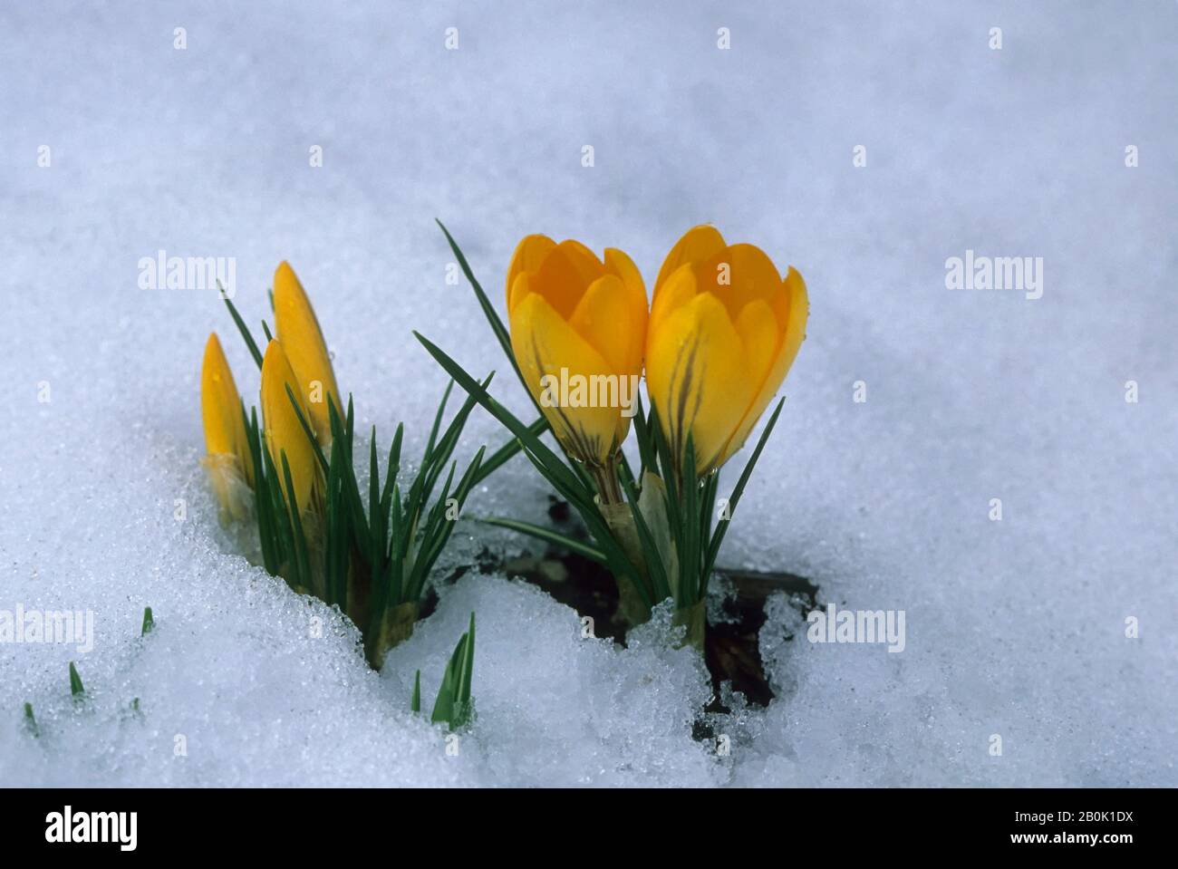 CROCUS NELLA NEVE Foto Stock