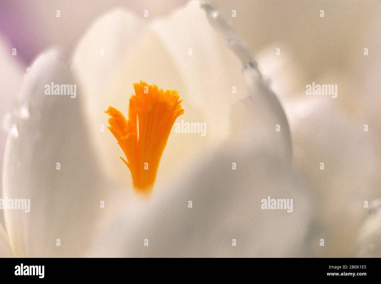 CROCUS FIORE, PRIMO PIANO Foto Stock