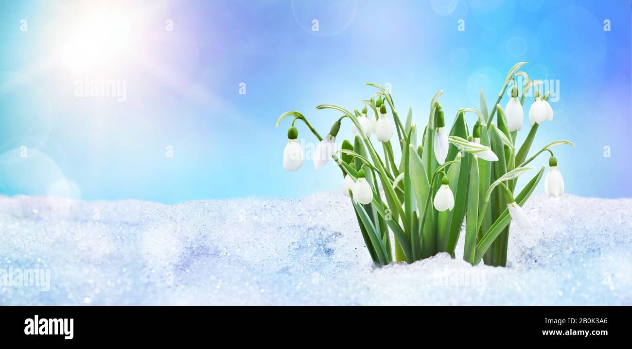 Neve close up, luce del sole, ciuffi di neve sulla natura all'aperto, copia spazio, blu tonato. Sfondo primavera con fiori di gocce di neve. Foto Stock