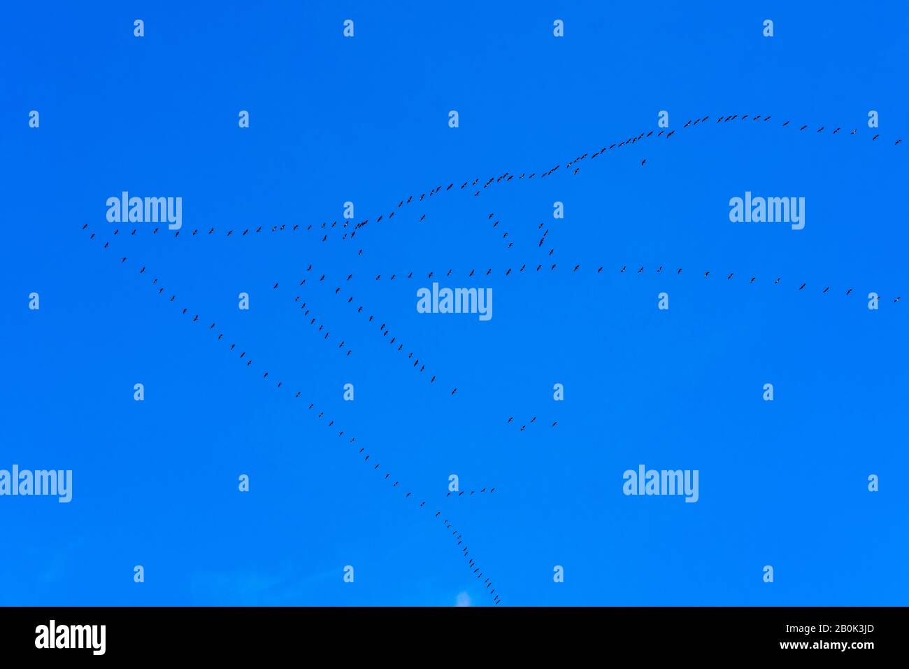 Tipica formazione a V del volo migratorio di Cranes (Grus grus) - la Brenne, Francia centrale. Foto Stock