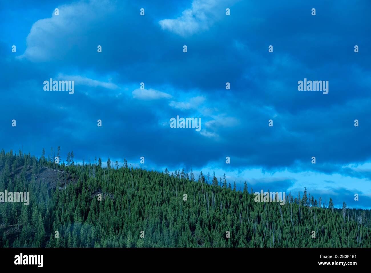 Verde pineta sotto freddo blu cielo nuvoloso. Foto Stock