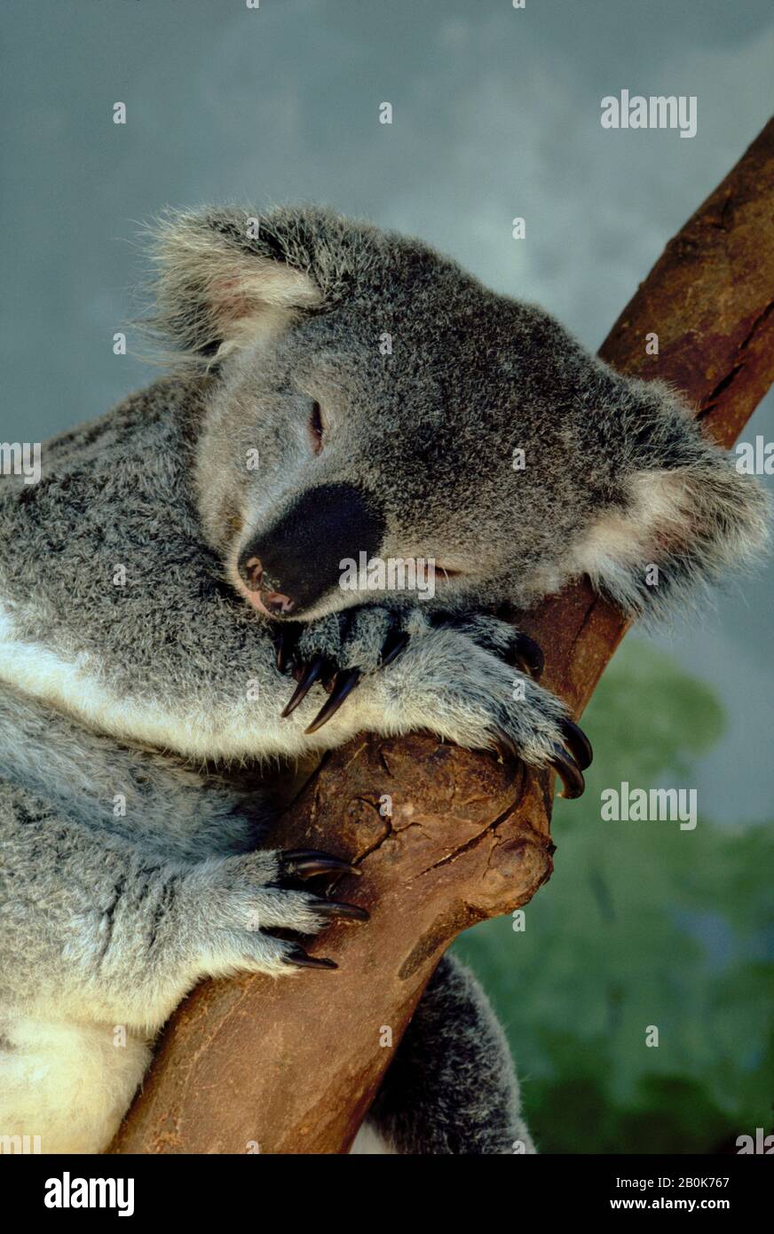 AUSTRALIA, ORSO KOALA DORMIRE Foto Stock