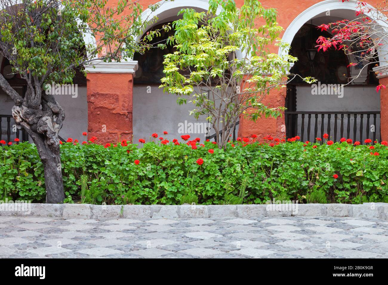 Piante di geranio rosso flowering che crescono dal percorso grigio della pietra. Foto Stock