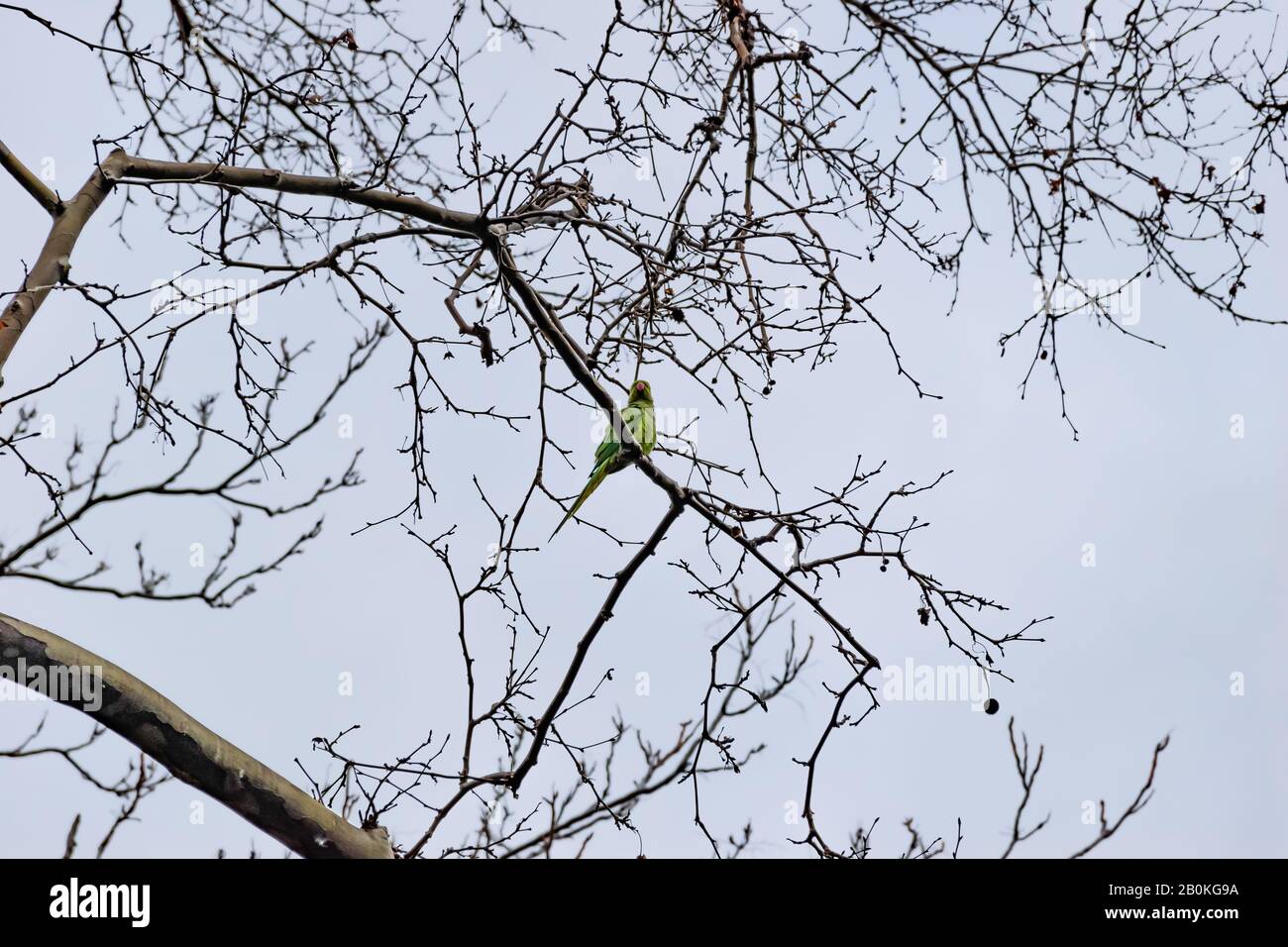 Un pappagallo verde che perching su un ramo di albero senza foglie in un parco in inverno (Marsiglia, Francia) Foto Stock