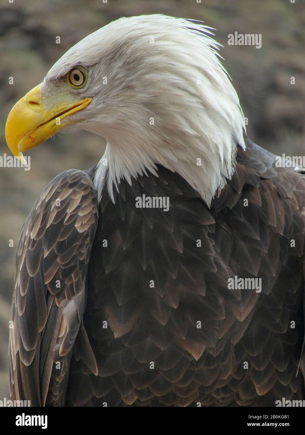 Aquila americana, simbolo di una nazione, Stati Uniti d'America Foto Stock