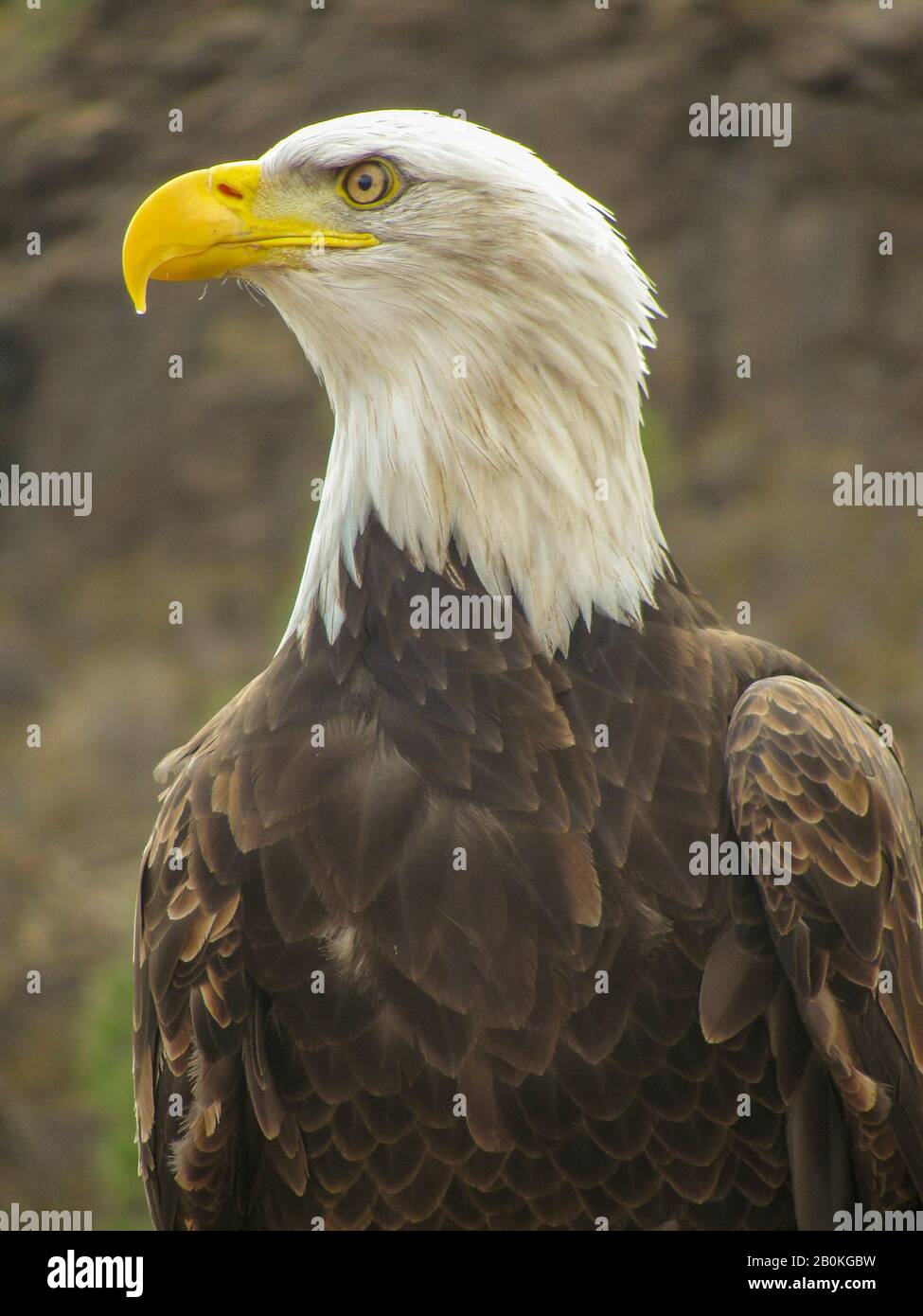 Aquila americana, simbolo di una nazione, Stati Uniti d'America Foto Stock