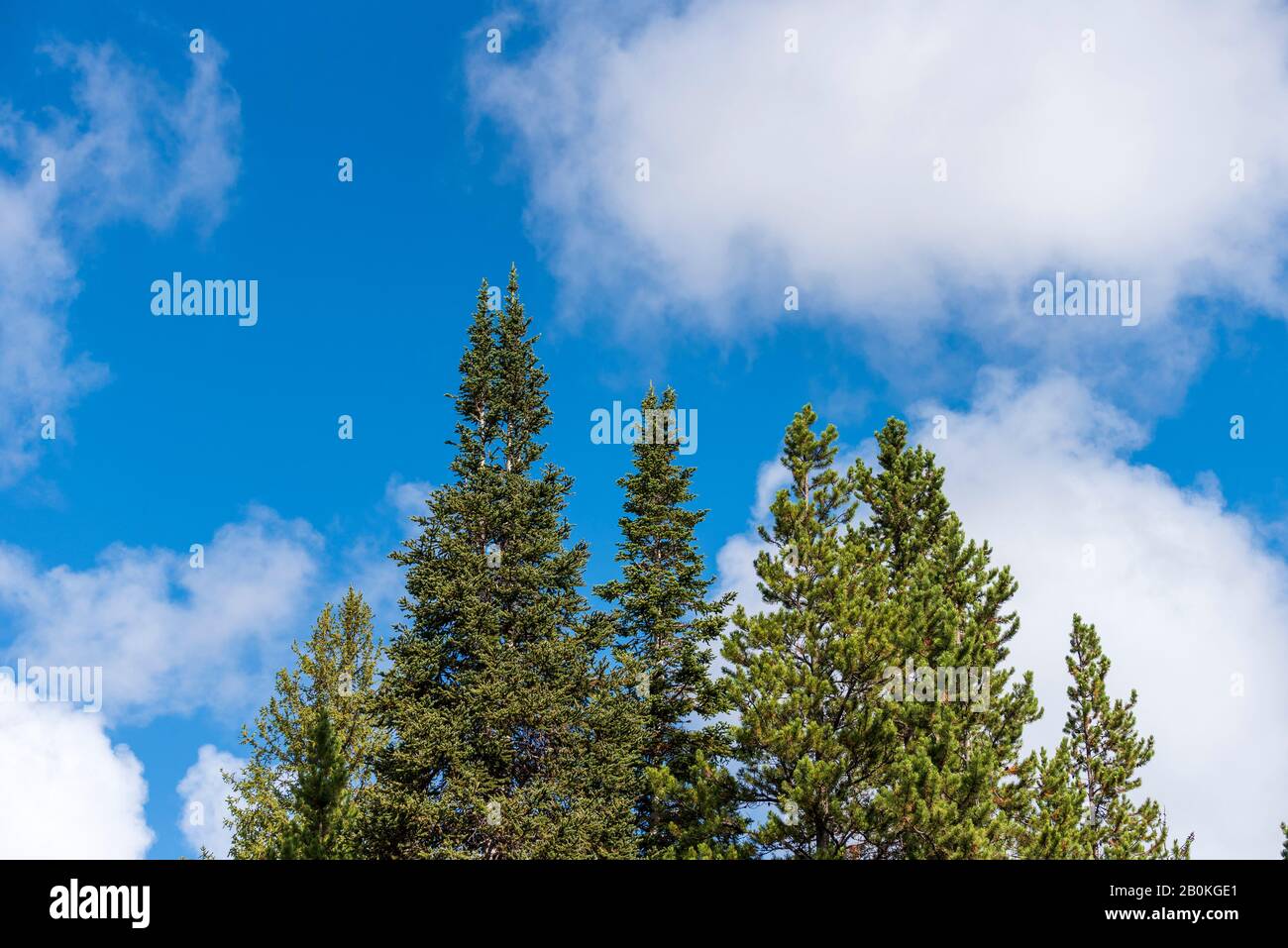 Verde pinete di foresta contro un cielo blu luminoso con bianche nuvole soffici. Foto Stock