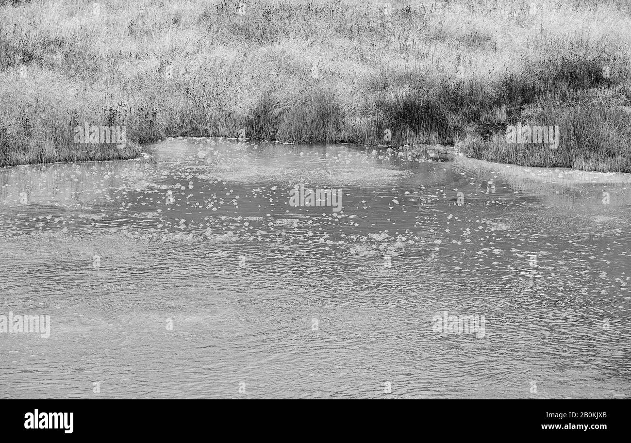 Primo piano di piscina d'acqua in campo con erba. Foto Stock