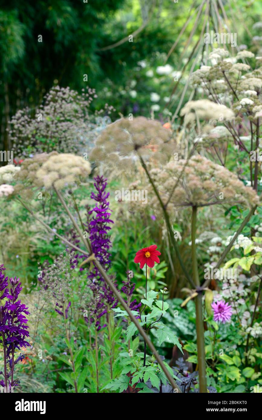 Dahlia,dahlias singolo,piantina,fiori rossi di vino,Lobelia x speciosa Hadspen Viola,fiore,fioritura,schema di impianto misto,RM floreale Foto Stock