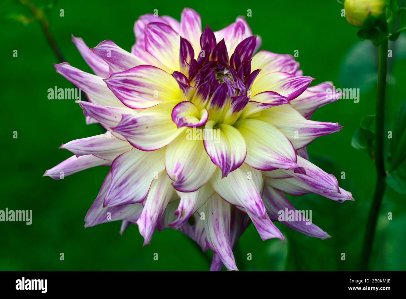 Dahlia zoey rey,dahlias,crema con i bordi della rosa,fiore,fiori,fioritura,RM Floral Foto Stock