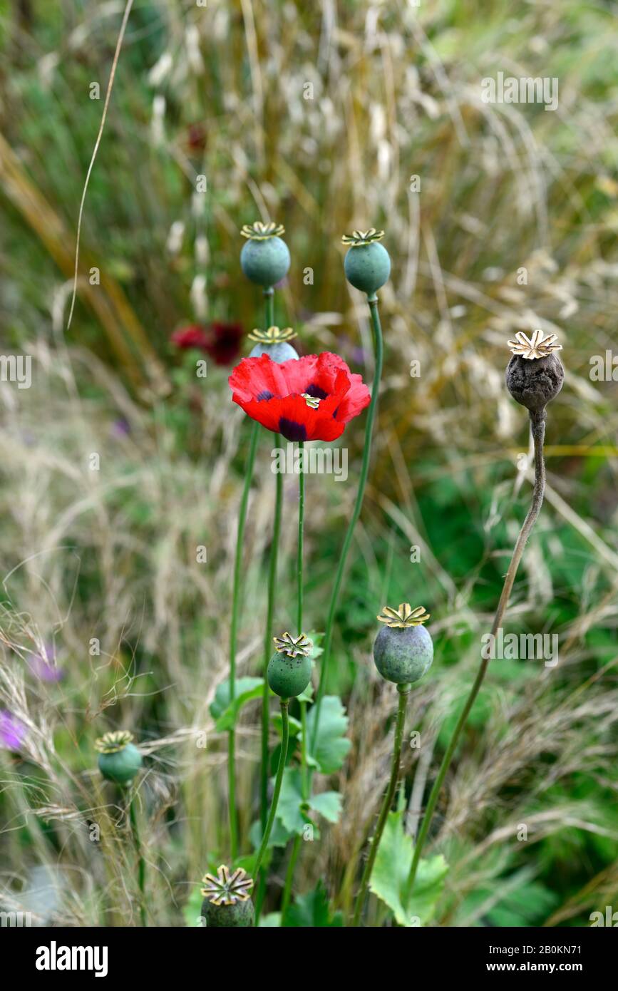 Papaver commutatum Ladybird,papavero orientale,fiori rossi macchiati neri,fioritura,blooms,papavero annuale,papaveri,semi,semi-teste di semina,RM Floral Foto Stock
