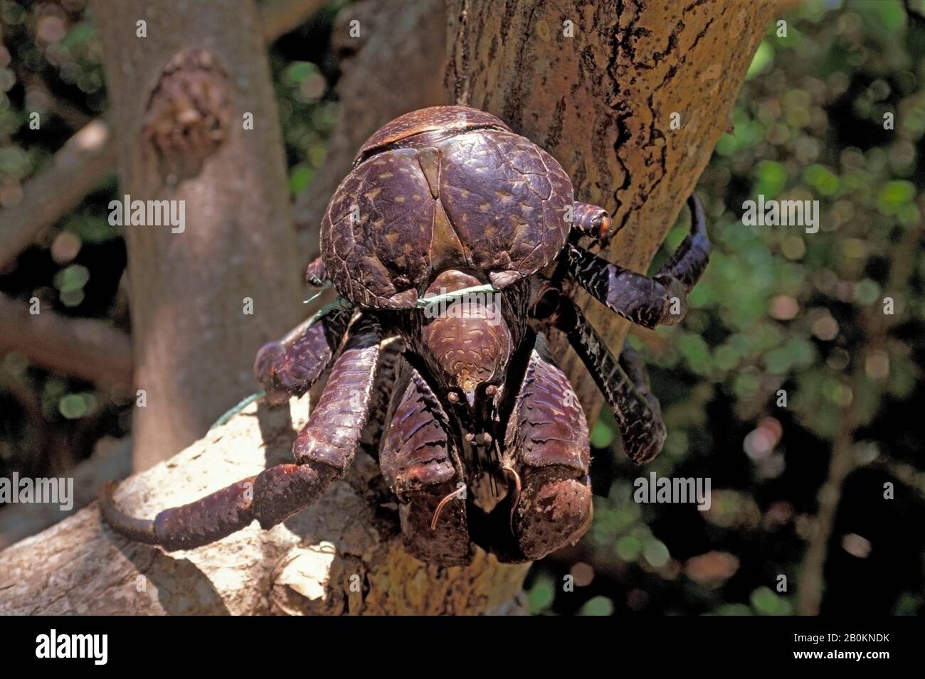 VANUATU, ISOLE TORRES, ISOLA LOH, GRANCHIO DI COCCO LEGATO ALL'ALBERO Foto Stock