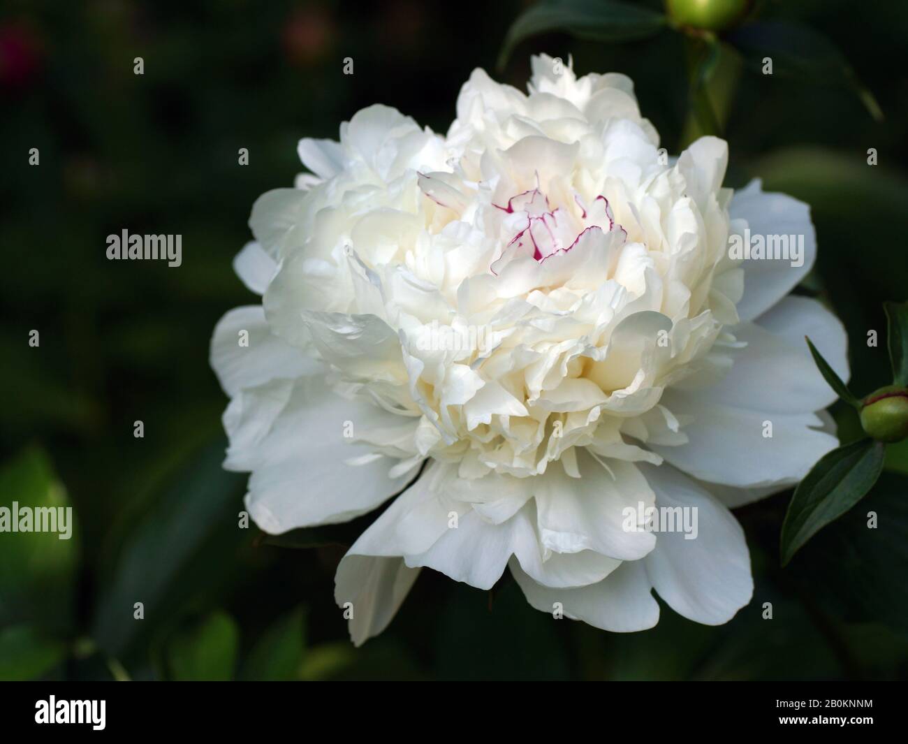 Peonia Festiva Maxima. Doppia bianca peonia fiore. Paeonia lactiflora (Cinese peonia o giardino comune peonia). Foto Stock