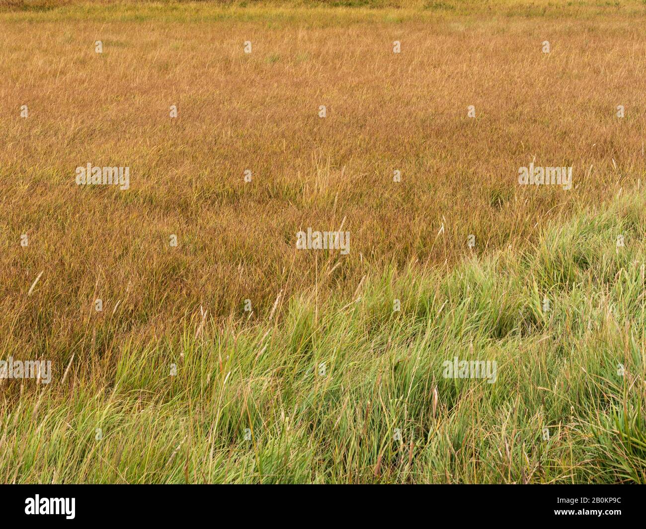 Linea di erbe verdi e dorate in campo. Foto Stock