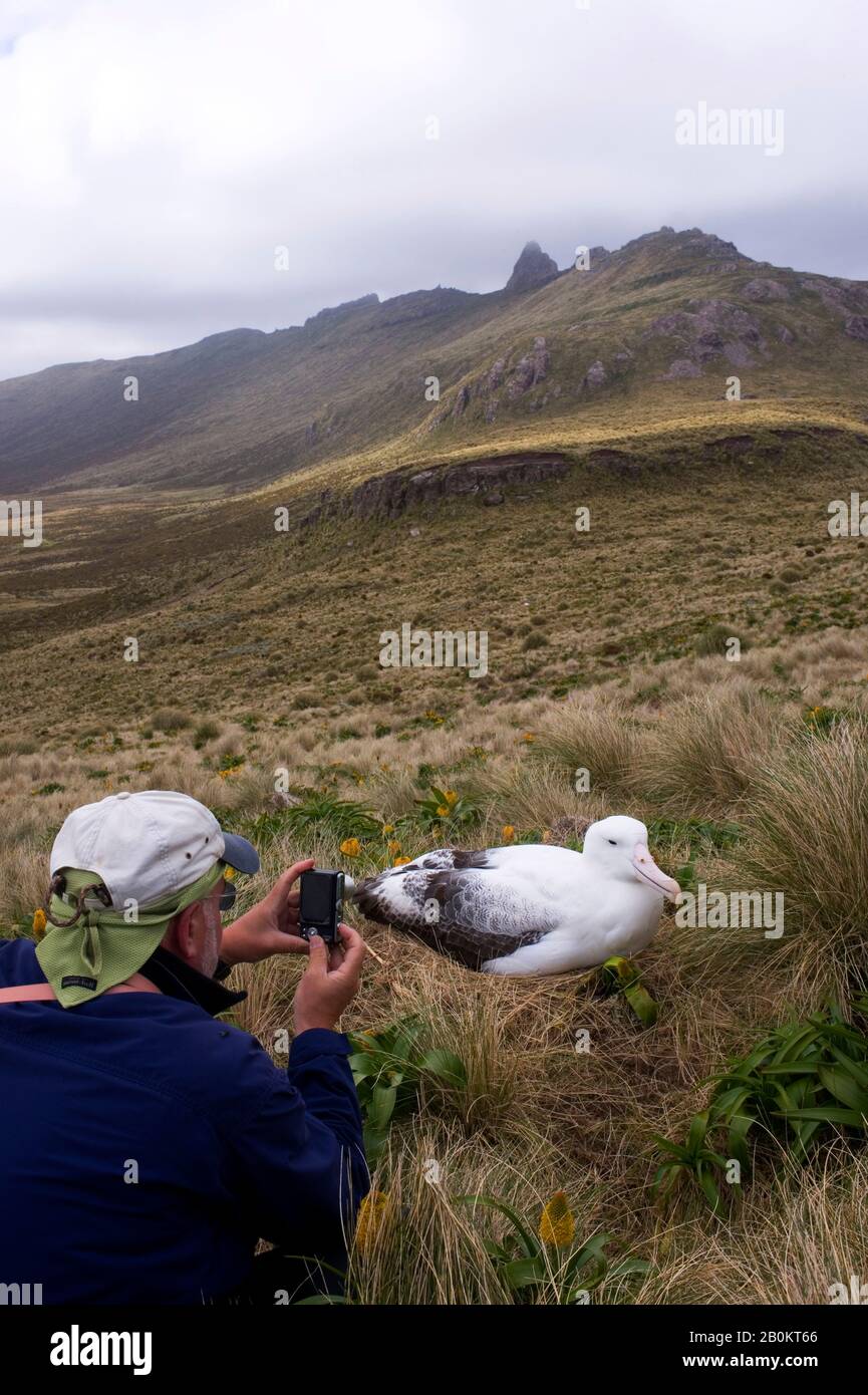 NUOVA ZELANDA, SUB-ANTARTIDE, CAMPBELL ISLAND, TURISTA CHE FOTOGRAFA SOUTHERN ROYAL ALBATROSS SU NEST Foto Stock
