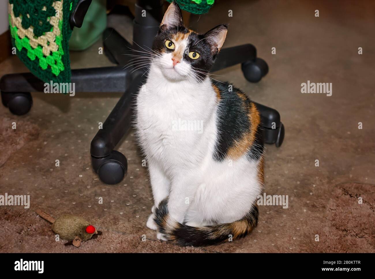 La zucca, un gatto calico, si trova sul pavimento con una catnip house in un ufficio domestico, 5 gennaio 2016, a Coden, Alabama. Foto Stock
