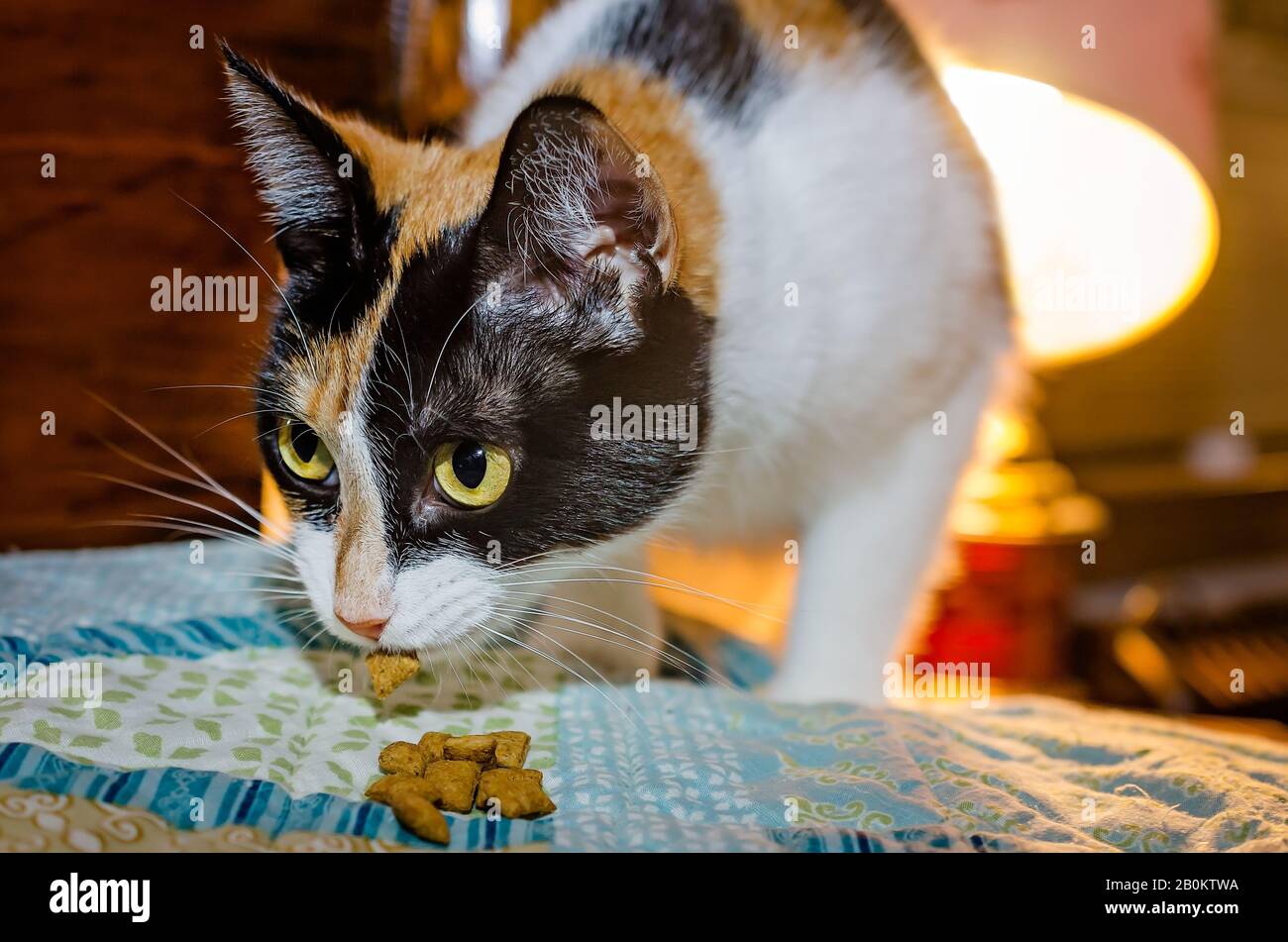 La zucca, un gatto calico adulto, mangia i dolcetti di gatto, 5 gennaio 2016, a Coden, Alabama. Foto Stock