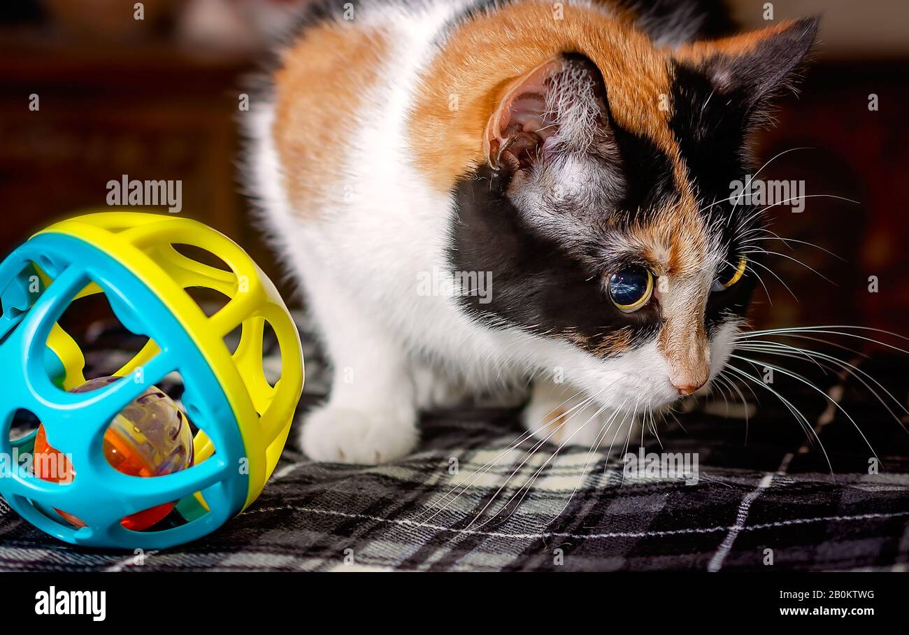 La zucca, un gatto calico adulto, gioca con un giocattolo, 29 marzo 2019, a Coden, Alabama. Foto Stock