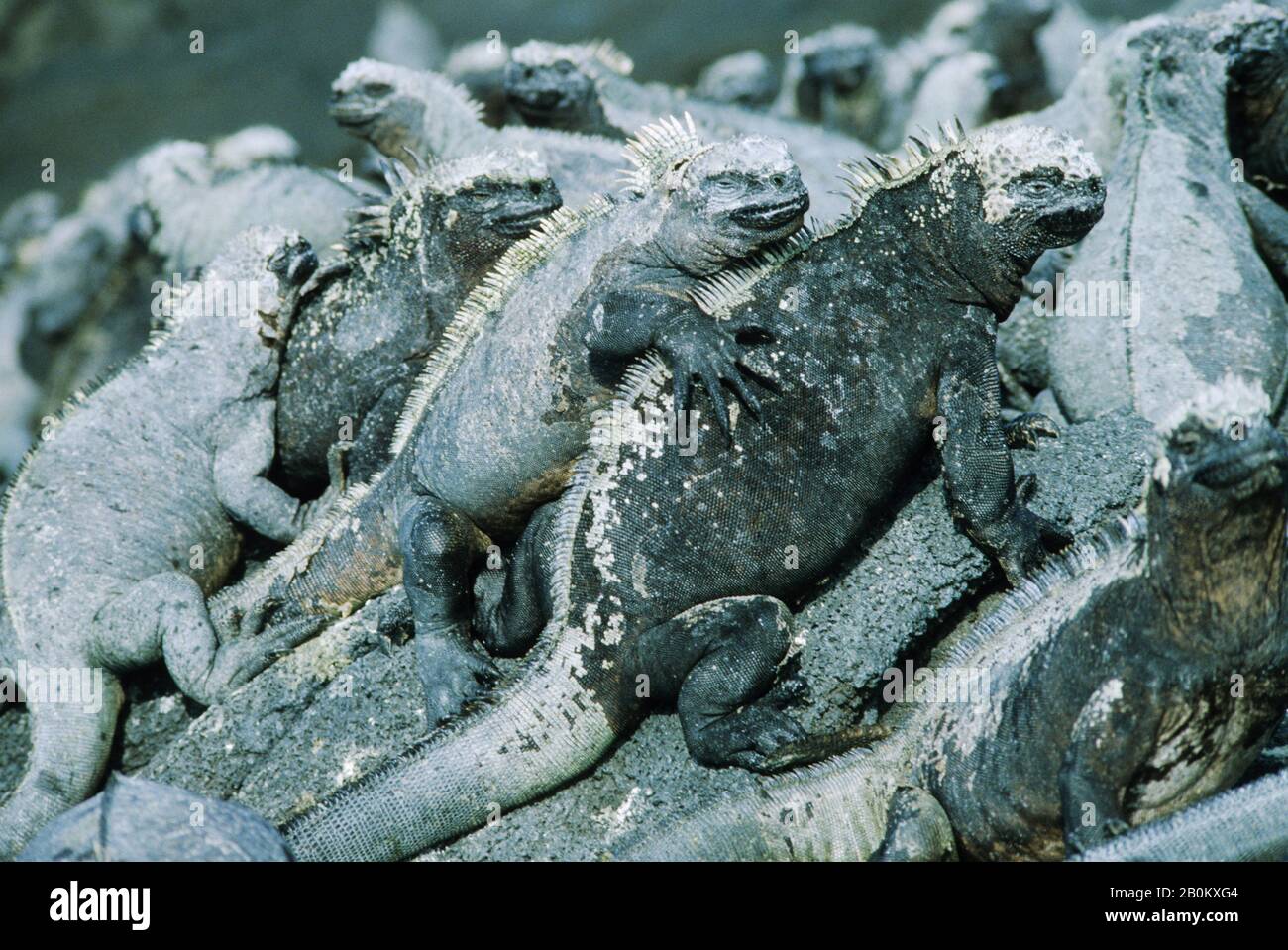 ISOLE GALAPAGOS, ISOLA DI FERNANDINA, IGUANE MARINE PRENDERE IL SOLE SU ROCCE LAVICHE Foto Stock