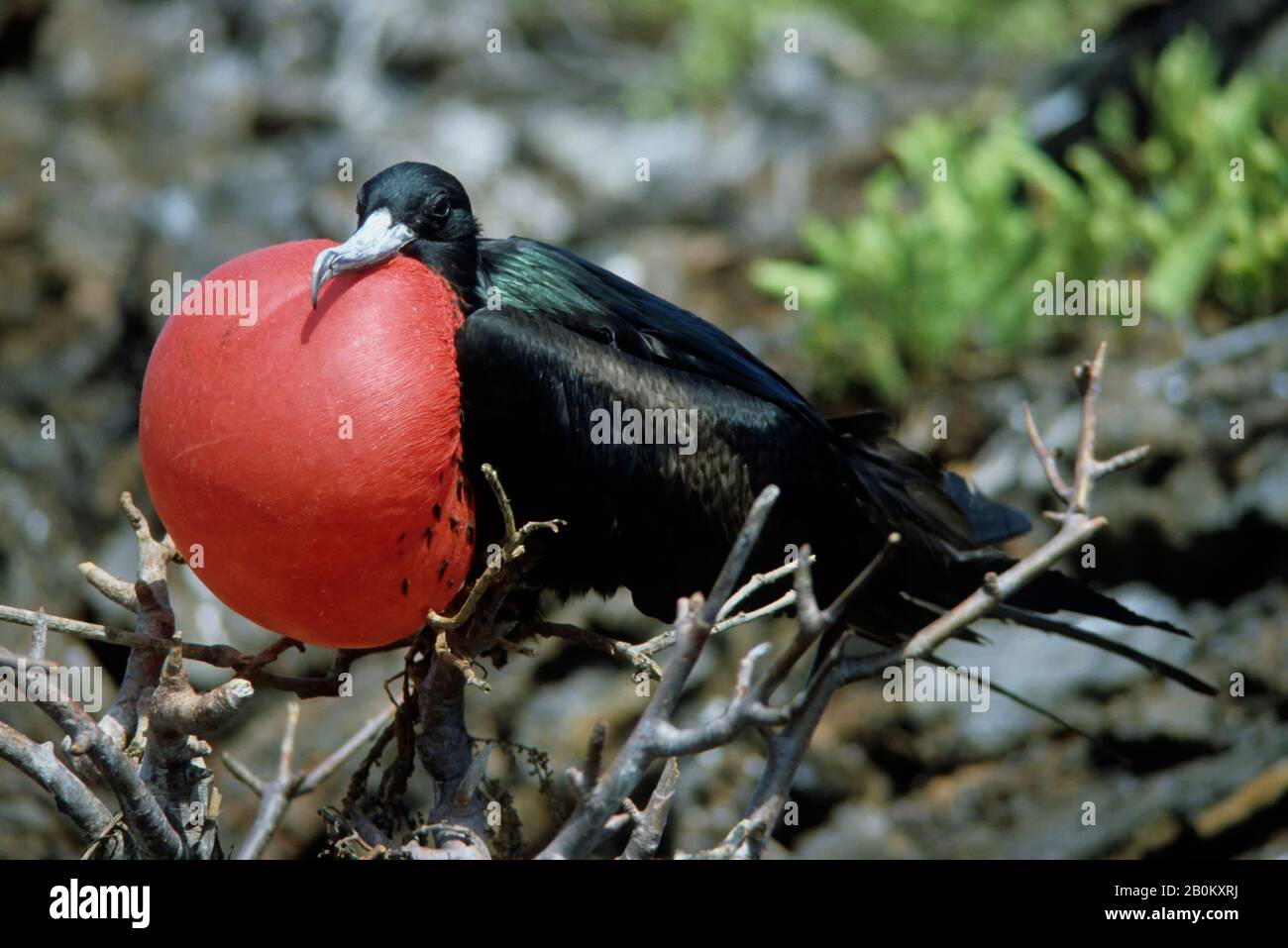 ISOLE GALAPAGOS, UCCELLO MASCHIO FREGATO CON SACCHETTO DI GOLA GONFIATO ROSSO, (COMPORTAMENTO DI ACCOPPIAMENTO) Foto Stock