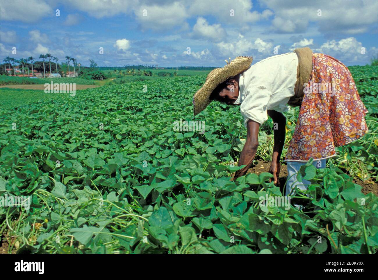 CARAIBI, BARBADOS, DONNA RACCOLTA RACCOLTI IN CAMPI Foto Stock