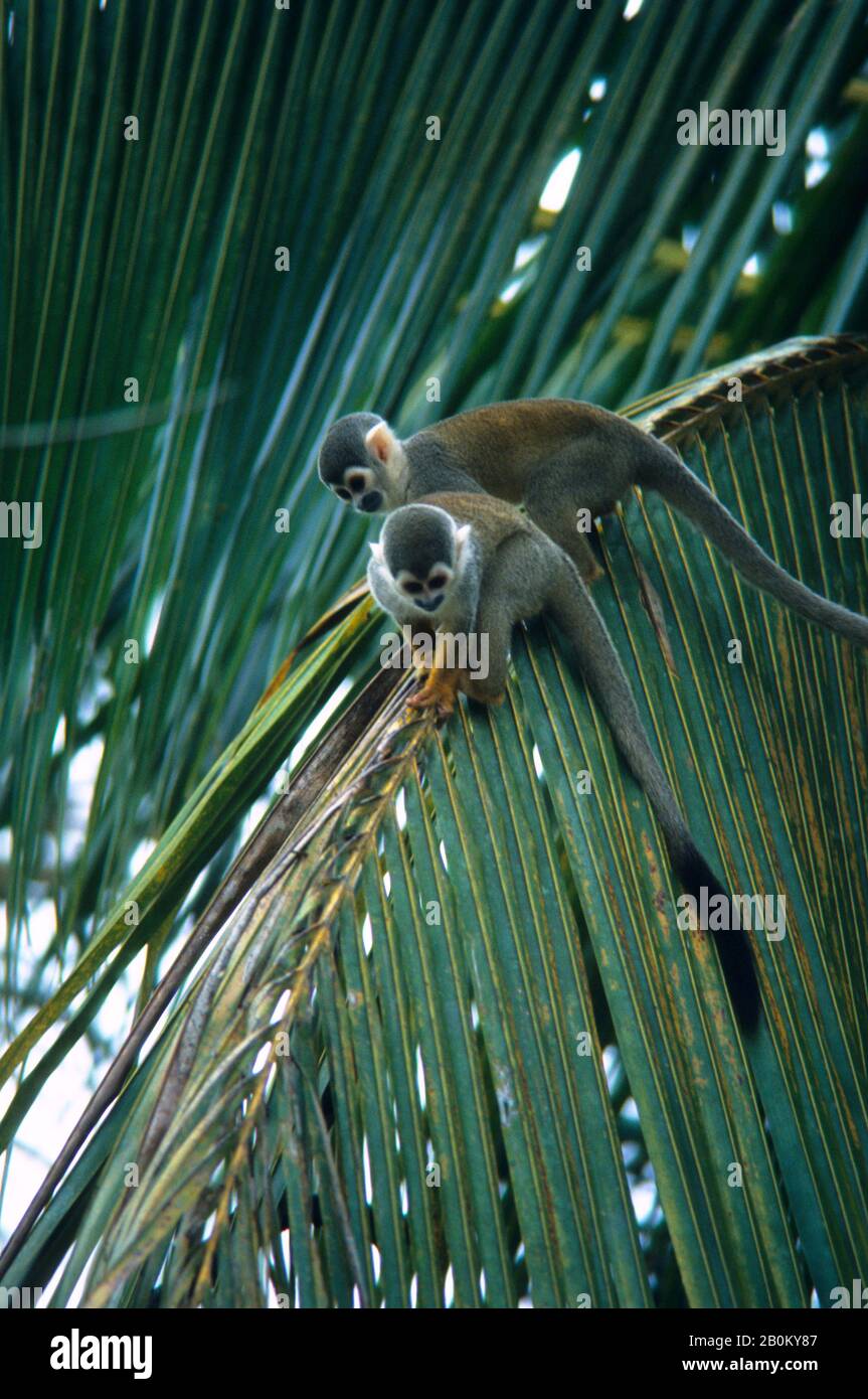 AMAZZONIA, BRASILE, SCIMMIE SCOIATTOLO IN CANOPIE SUPERIORI DELLA FORESTA PLUVIALE Foto Stock