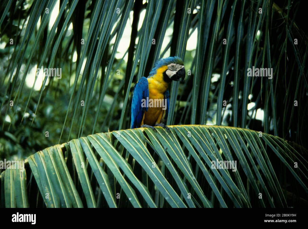AMAZON RAIN FOREST, BLUE & GOLD MACAW SEDUTO IN RAMO DI ALBERO Foto Stock