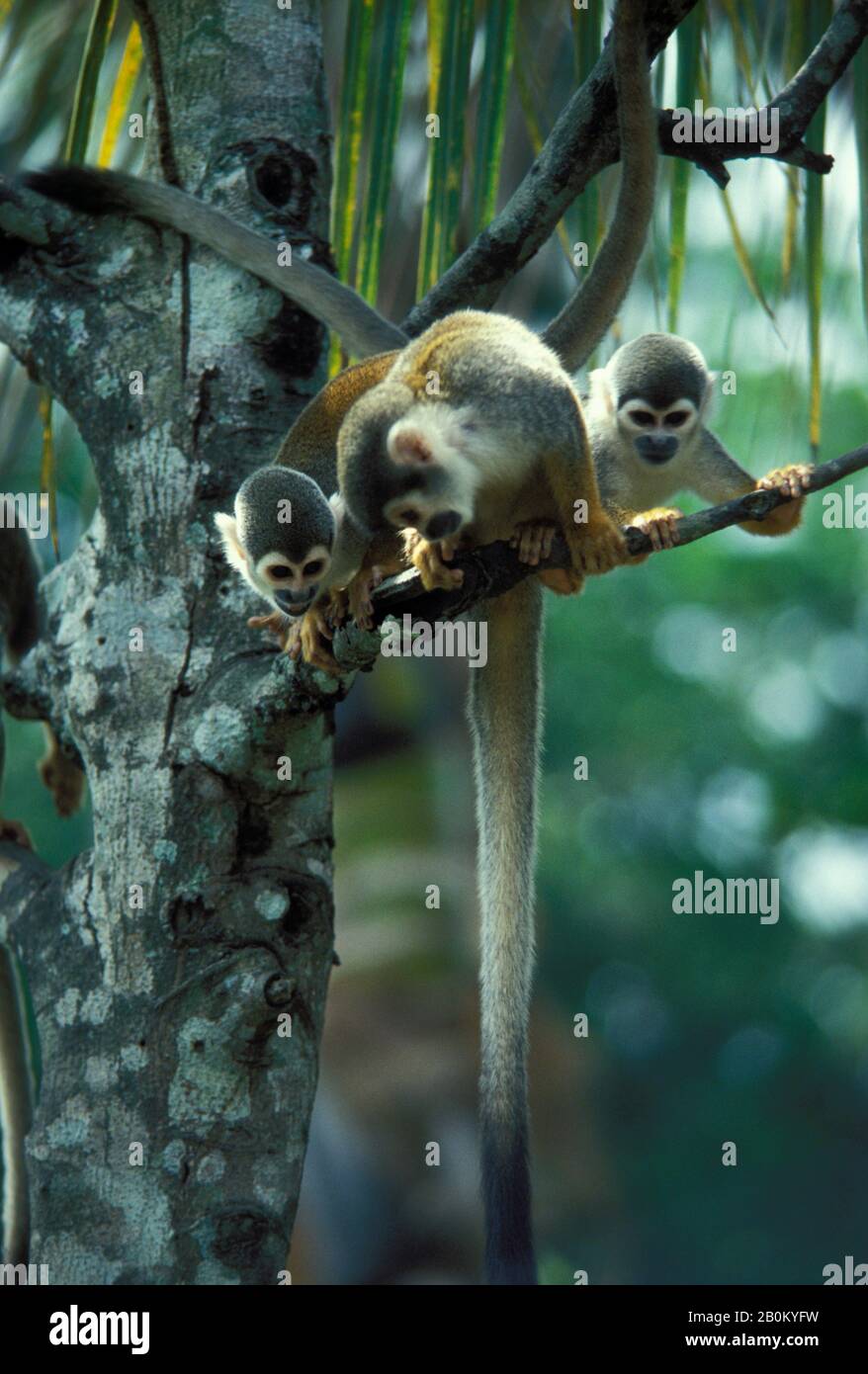 AMAZZONIA, BRASILE, SCIMMIE SCOIATTOLO IN CANOPIE SUPERIORI DELLA FORESTA PLUVIALE Foto Stock