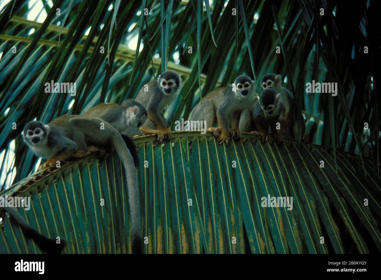 AMAZZONIA, SCIMMIE SCOIATTOLO IN CANOPIE SUPERIORI DELLA FORESTA PLUVIALE Foto Stock