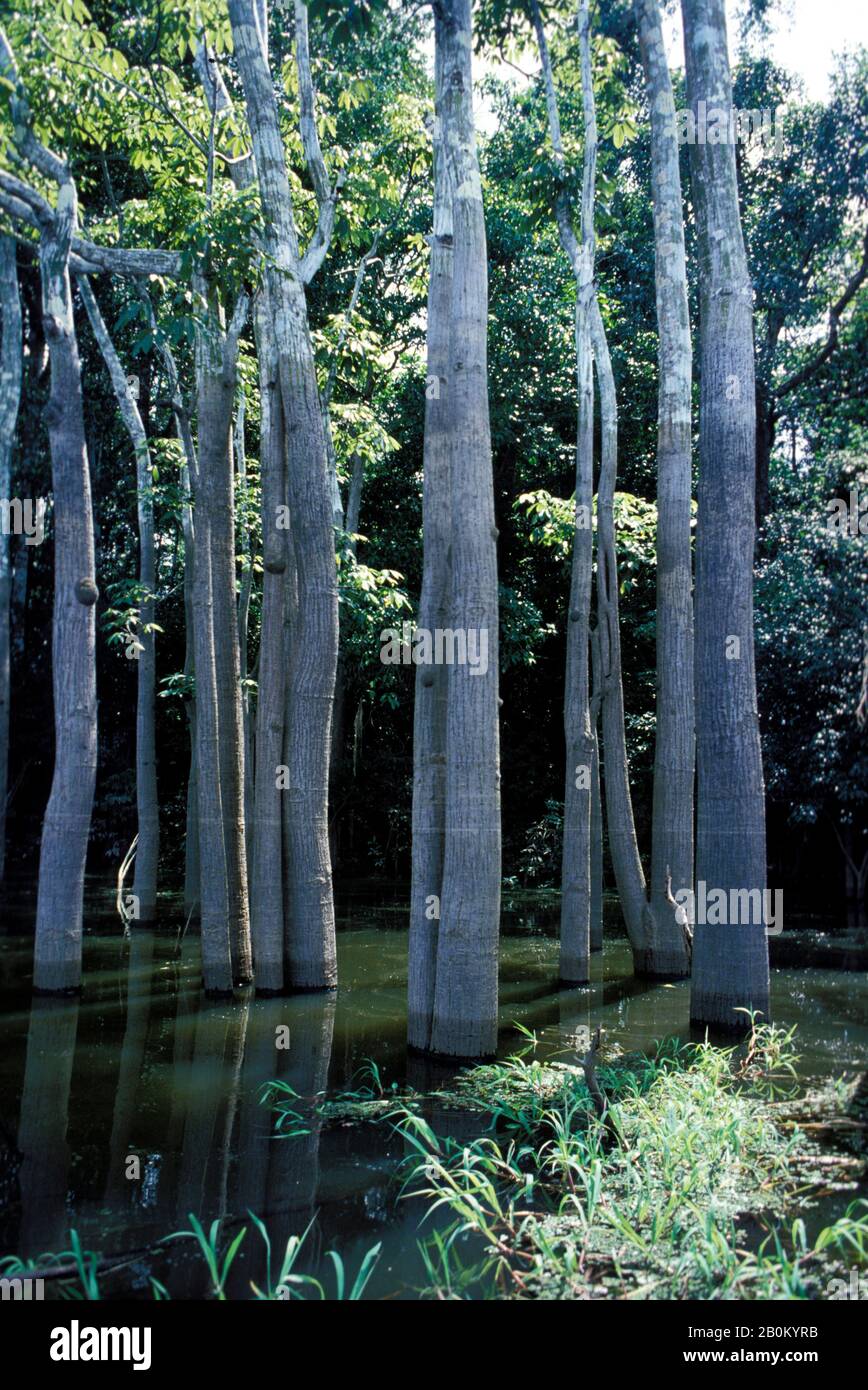 AMAZON PIOGGIA FORESTA, ALBERI IN PIEDI IN ACQUA ALLUVIONE Foto Stock