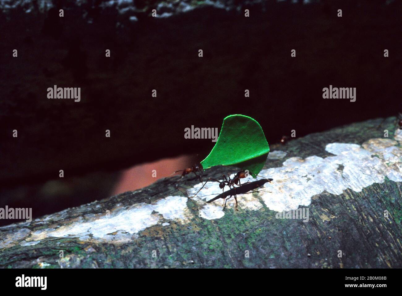 AMAZON RAIN FOREST, LEAFCTTER ANT CON FOGLIA Foto Stock