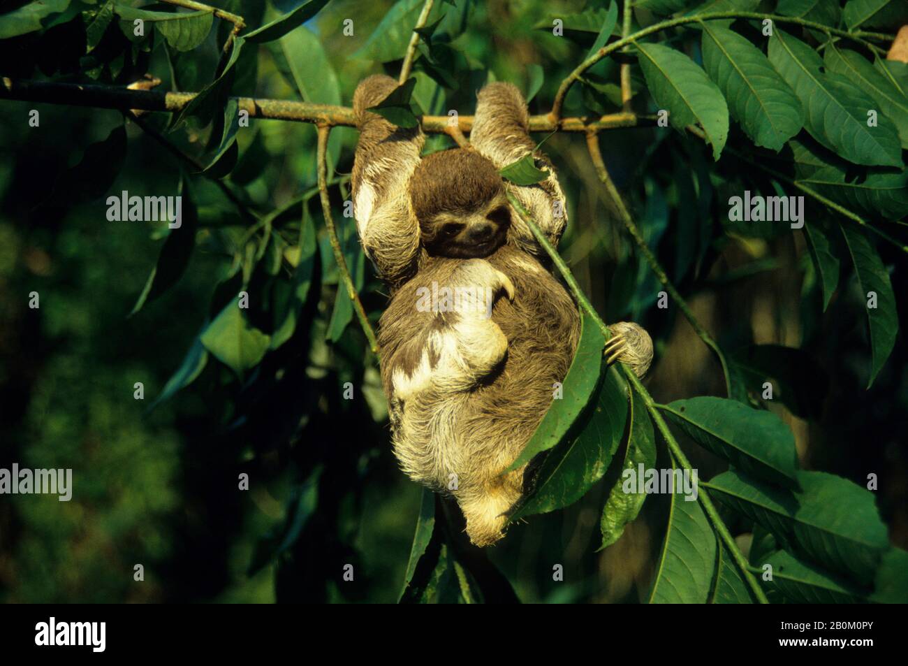 AMAZON PIOGGIA FORESTA, GIOVANE SLOTH NELL'ALBERO Foto Stock