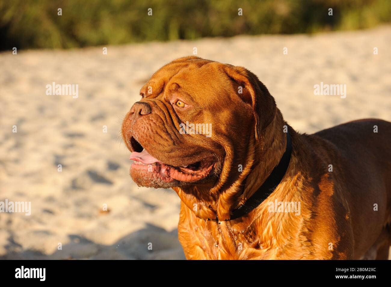 Dogue De Bordeaux Cane Foto Stock