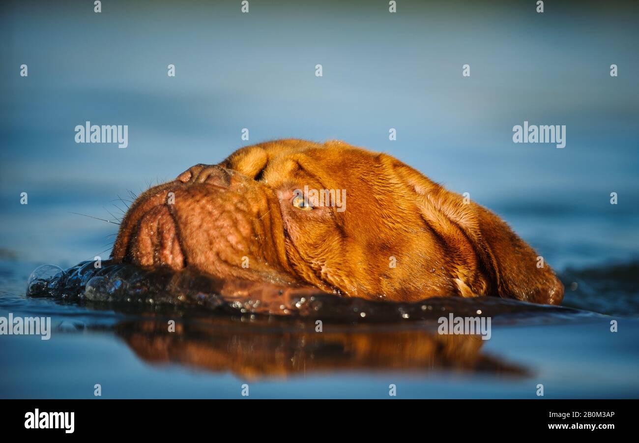 Dogue De Bordeaux Cane Foto Stock