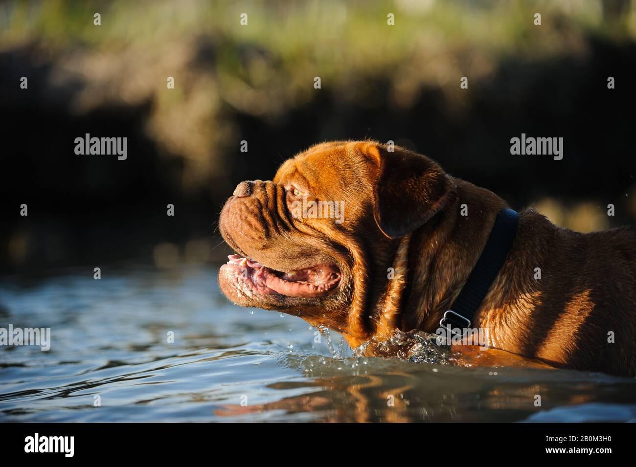 Dogue De Bordeaux Cane Foto Stock