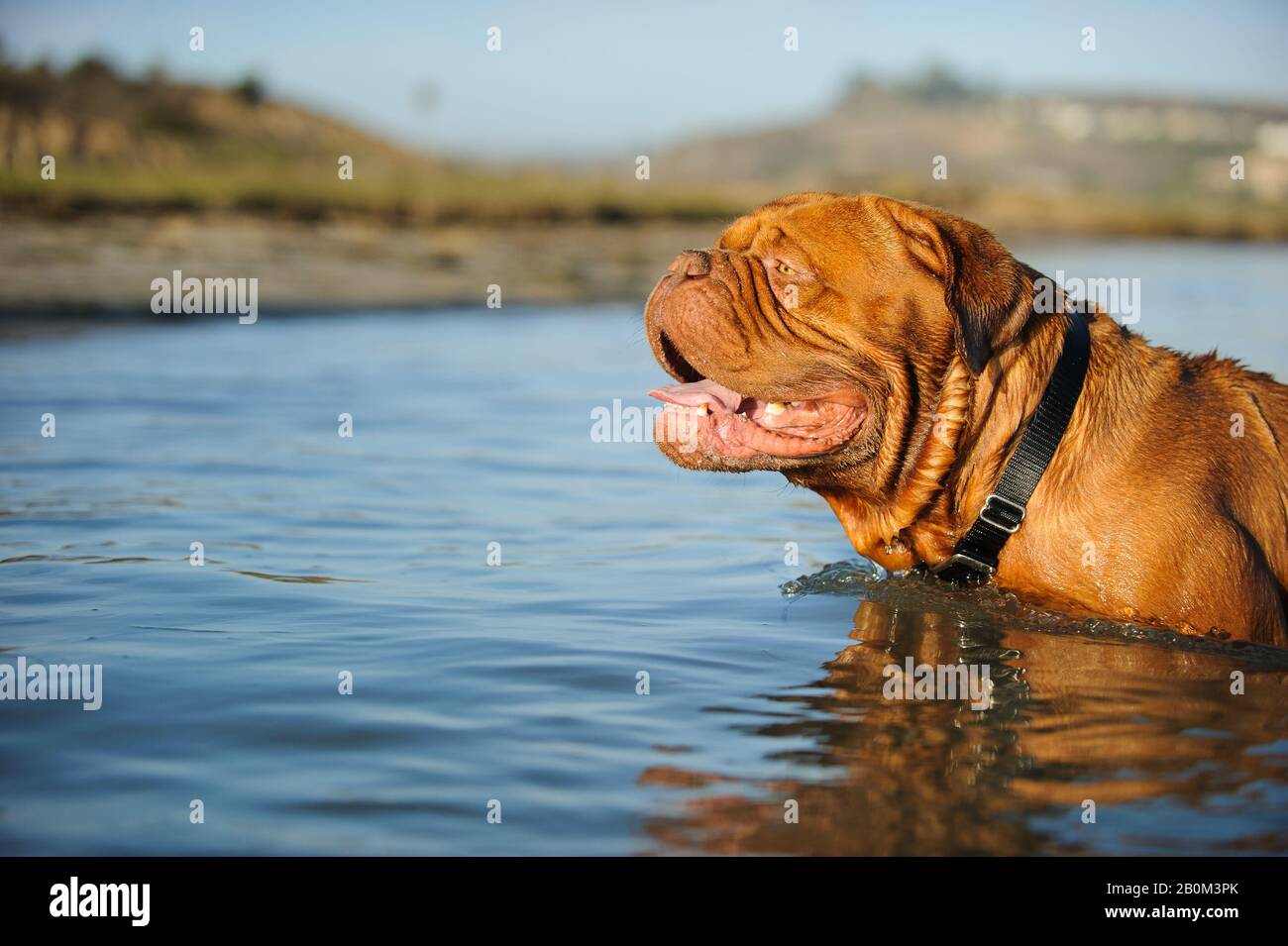 Dogue De Bordeaux Cane Foto Stock