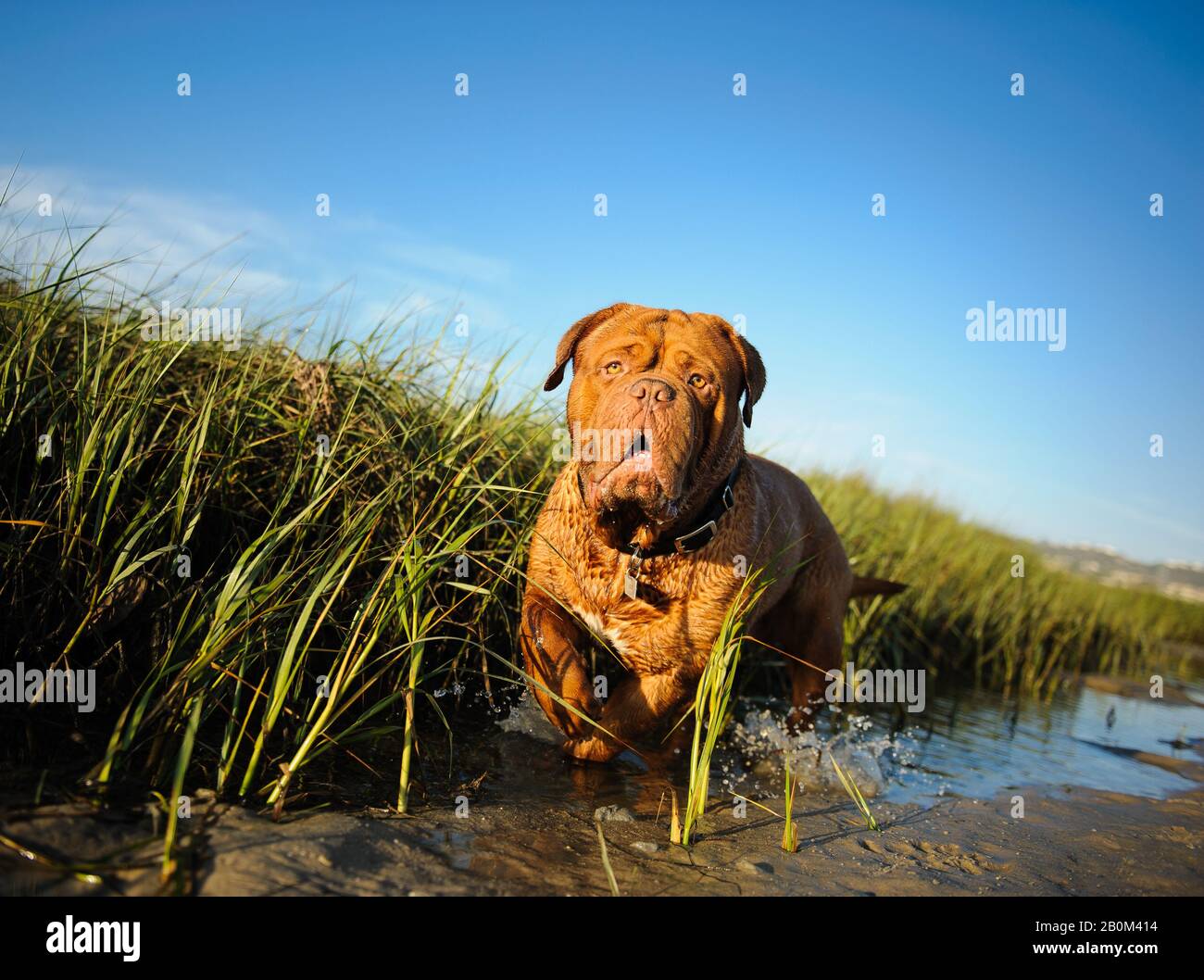 Dogue De Bordeaux Cane Foto Stock