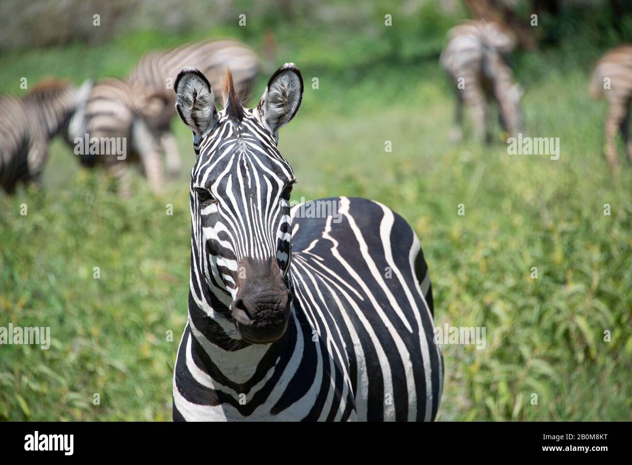 Zebra closeup ritratto fauna selvatica africana nel cratere di Ngorongoro della Tanzania, Africa Foto Stock