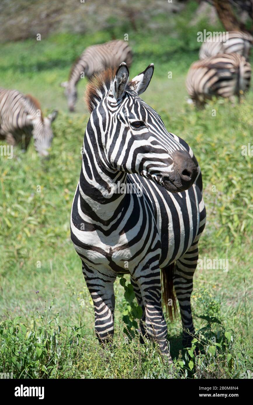 Zebra closeup ritratto fauna selvatica africana nel cratere di Ngorongoro della Tanzania, Africa Foto Stock
