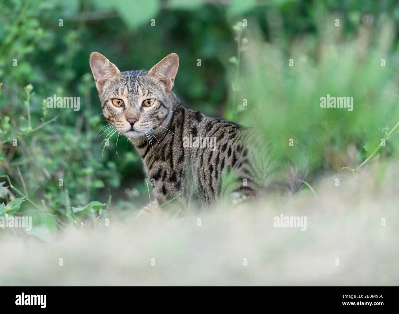 Una posa endearing, gatto indiano del deserto, gatto selvatico asiatico,  boschi indiani sono affascinanti, ma non può mai essere predetto, Piccolo  Rann di Hutch Foto stock - Alamy