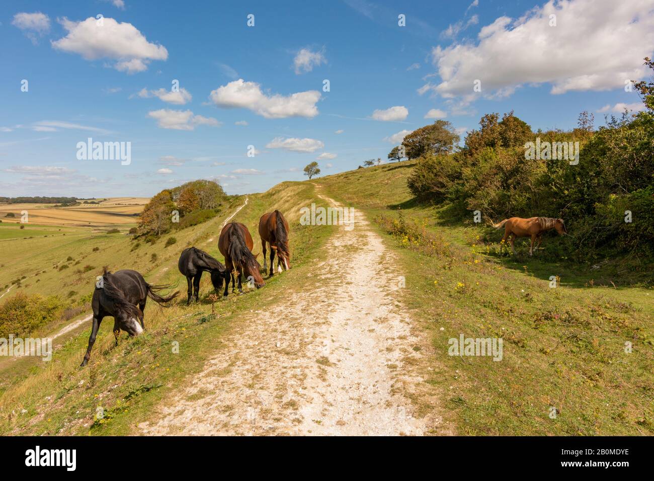 Pony della nuova foresta che pascolano sui bastioni settentrionali dell'anello di Cissbury nel Parco Nazionale dei Downs del Sud, West Sussex, Inghilterra meridionale, Regno Unito. Foto Stock