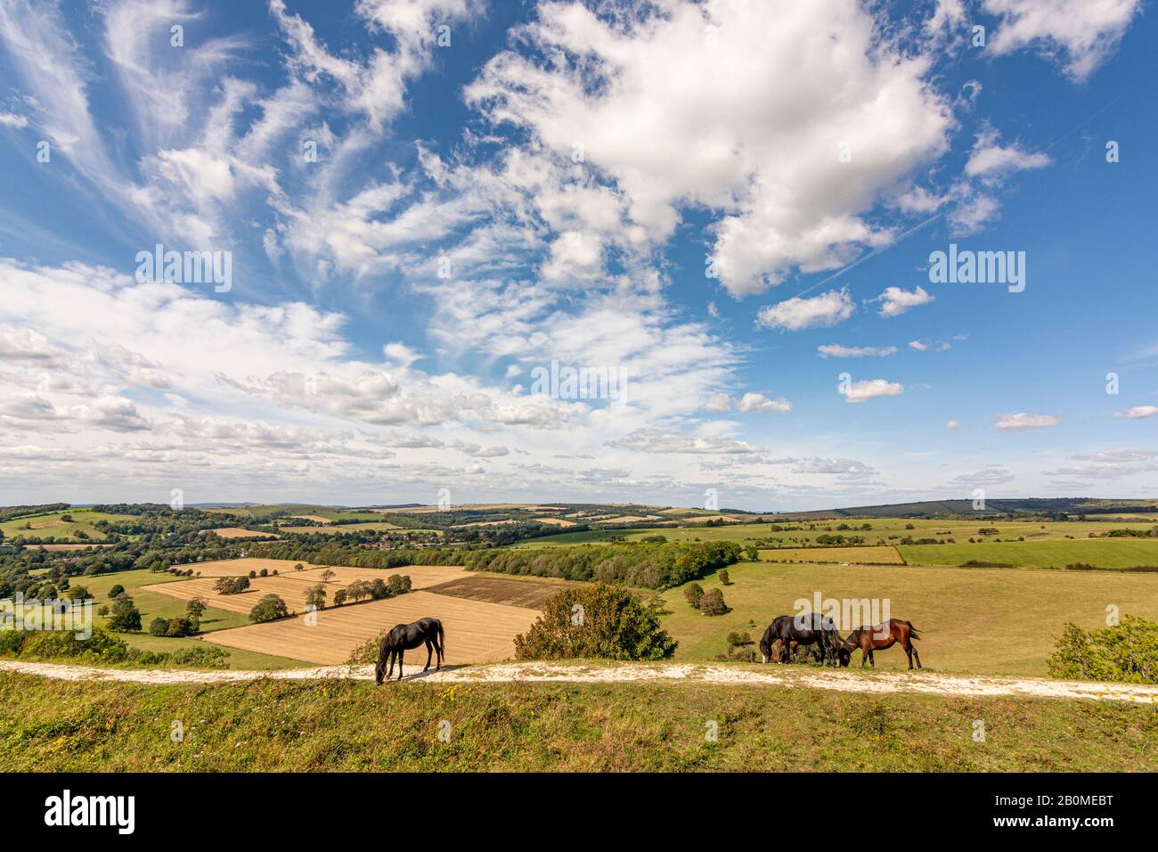 Pony della nuova foresta che pascolano sui bastioni settentrionali dell'anello di Cissbury nel Parco Nazionale dei Downs del Sud, West Sussex, Inghilterra meridionale, Regno Unito. Foto Stock