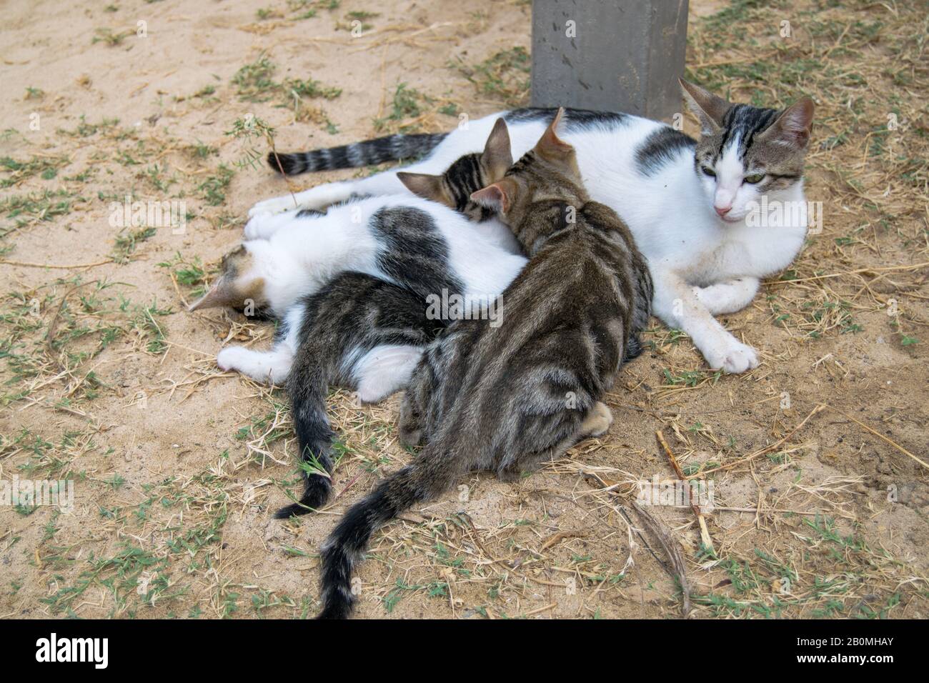 Famiglia di gatti a capo verde madre e gattini bere latte Foto Stock