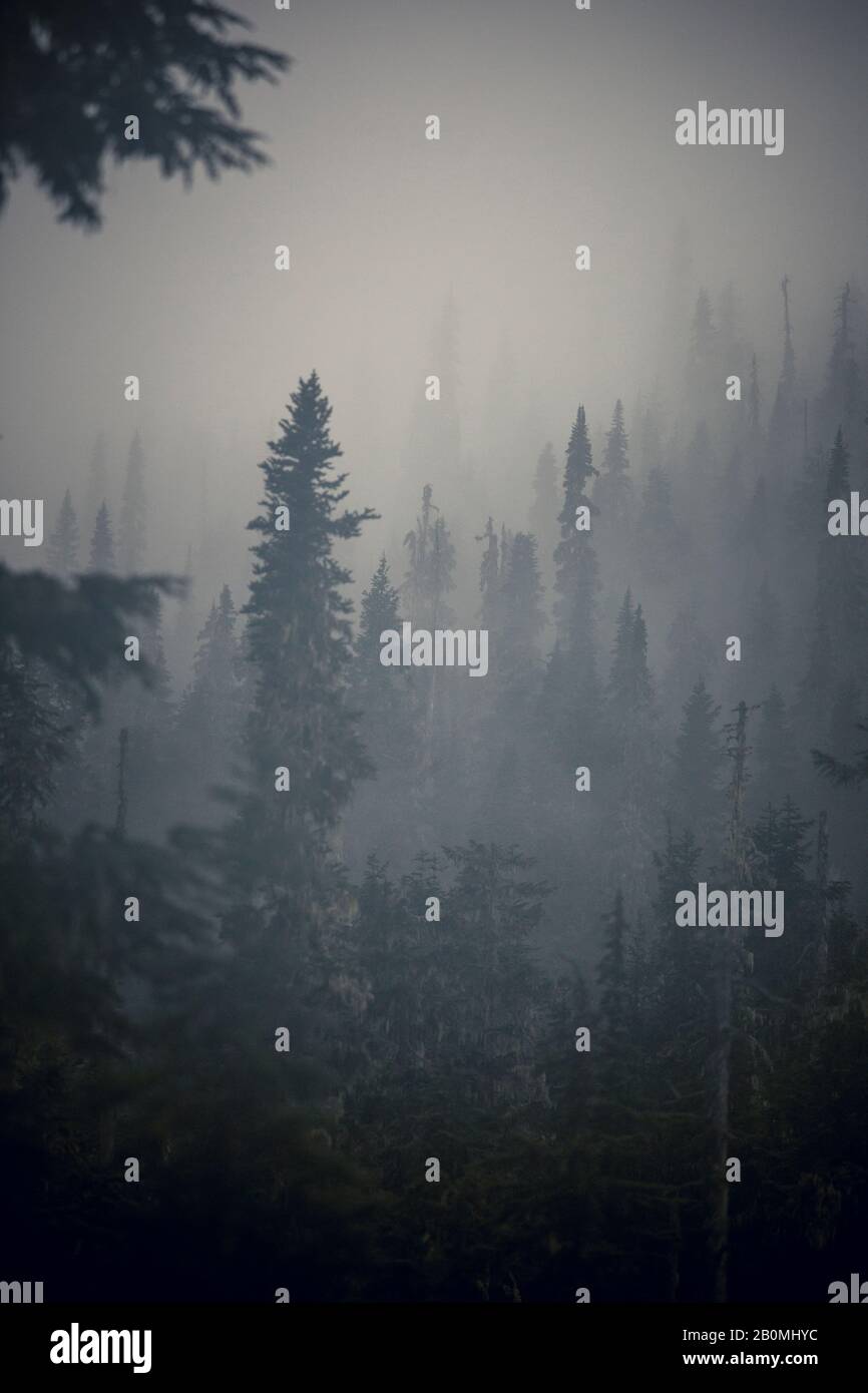 Vedute panoramiche della foresta pluviale temperata con nebbia e nuvola bassa Foto Stock