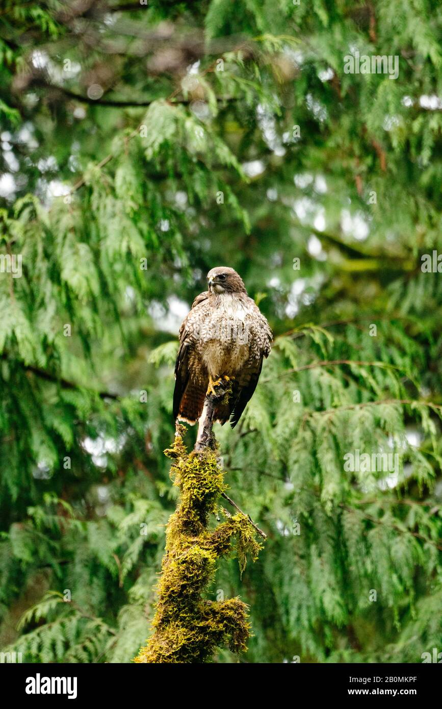 Ritratto di primo piano di un falco dalla coda rossa in una foresta dello stato di Washington Foto Stock