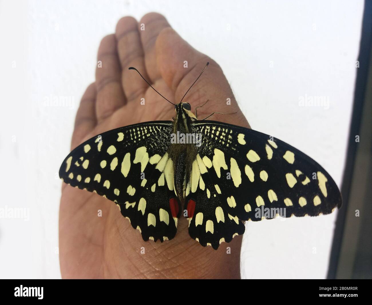 Dolce incontro tra una mano umana e una farfalla, il mondo è pieno di cose magiche, nella rete della vita siamo collegati tra di loro da vibrazioni. Foto Stock