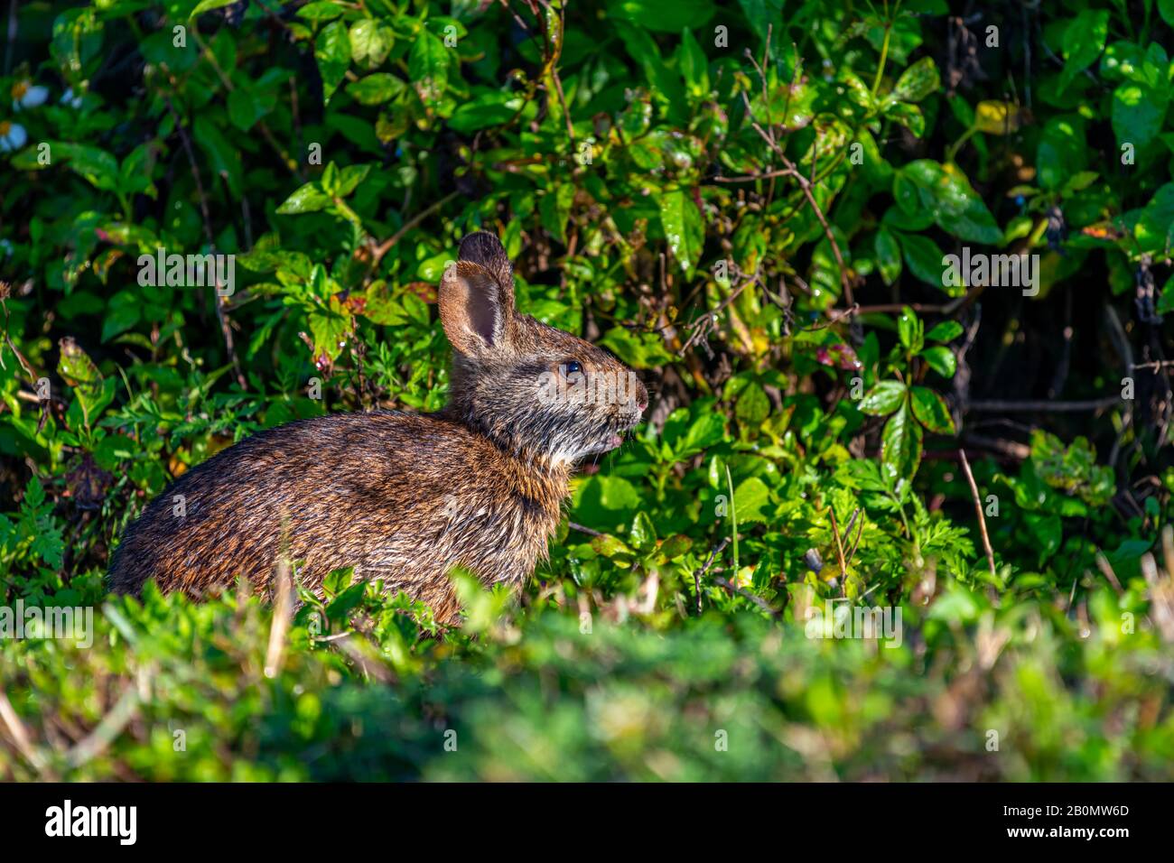 Un coniglio di palude (Sylvilagus palustris) nella Ritch Grissom Memorial Wetlands, Viera, Florida, Stati Uniti. Foto Stock