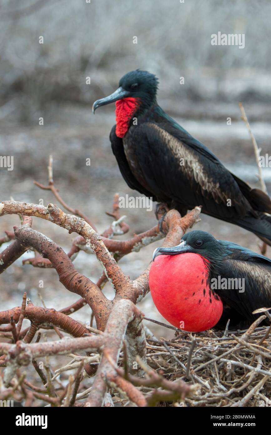 Un uccello maschio fregata con marsupio gonfiato sull'isola di Genovesa (isola della Torre) nelle isole Galapagos, Ecuador. Foto Stock
