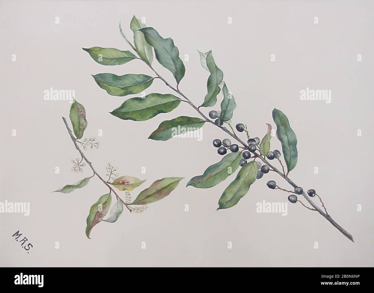 Mary Russell Smith, Cherry Laurel (Mock Orange) Bough, American, Mary Russell Smith (1842–1878), American, Watercolor e gouache su carta, 20 5/8 x 14 5/8 in. (52,4 x 37,1 cm), Disegni Foto Stock