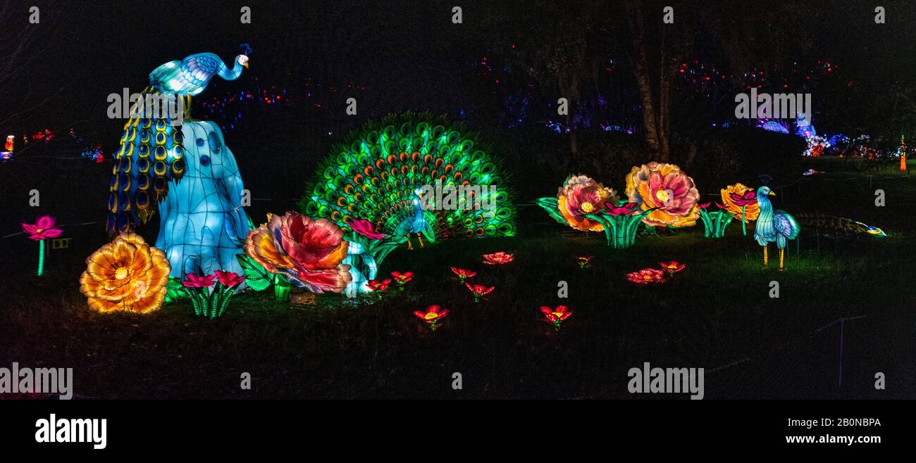 Charleston, SC - 2 febbraio 2020: Lanterne di ispirazione cinese di Pavoni al Magnolia Plantation Festival of Lights Foto Stock